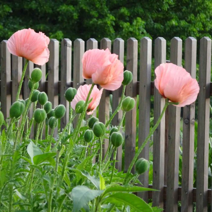 Freundlich grüsst der Mohn.