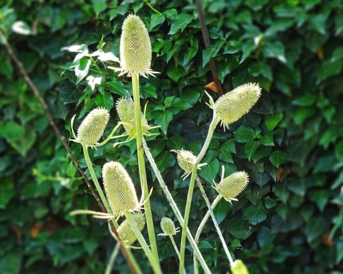 Weber-Karde (Dipsacus sativus) im Garten von Salagon