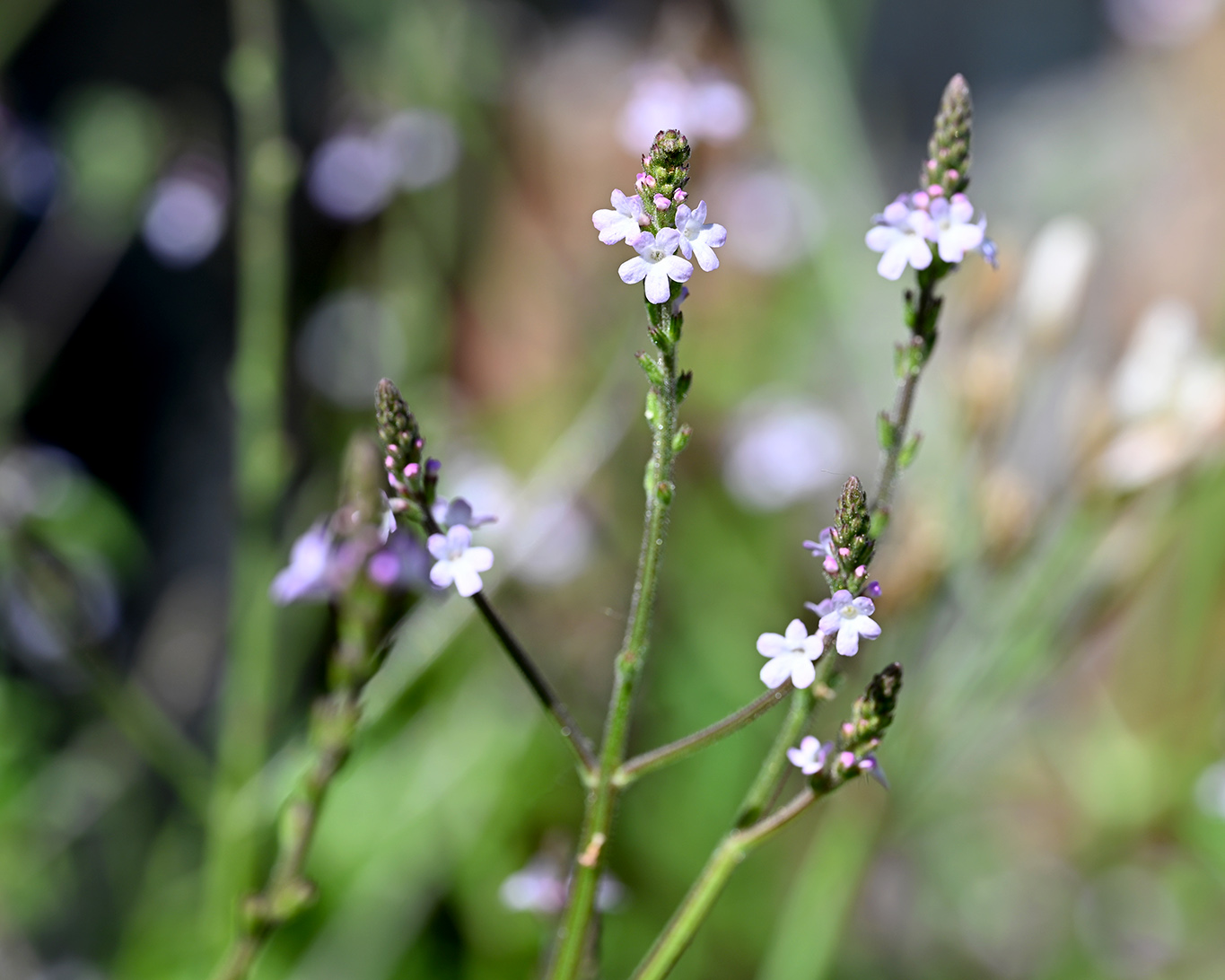 Die langen vierkantigen Stengel mit den kleinen zierlichen Blüten an den Spitzen sind typisch für das Echte Eisenkraut (Verbena officinalis).