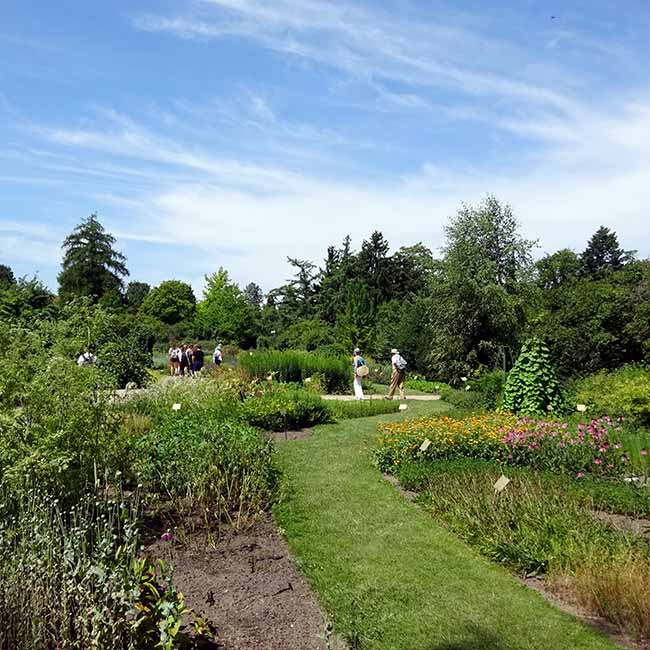 Die Beete im Arzneimittelgarten sind so angelegt, dass jede Pflanze aus der Nähe betrachtet werden kann.