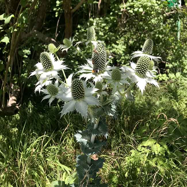 Das Terrain südlich vom Arzneipflanzengarten birgt eine Menge botanischer Schätze fein säuberlich geordnet in rechteckigen Beeten.