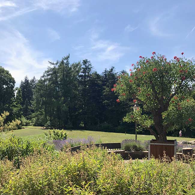 Neben der Funktion als Lehr- und Schaugarten lädt der Berliner Botanische Garten zum Bummeln und Verweilen ein.