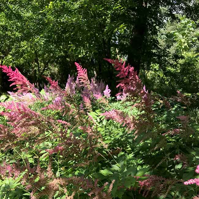 Der Berliner Botanische Garten ist mit seinen 43 Hektar Fläche ein grosszügig angelegter Landschaftspark.