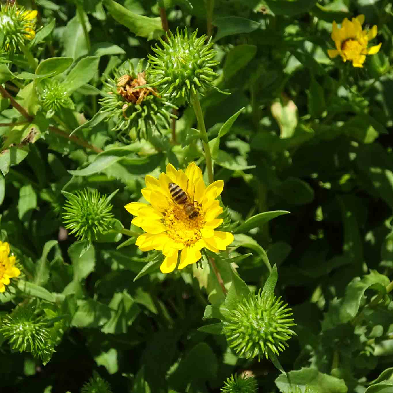 Grindelia – die Ausländerin