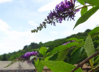 Die passende Bepflanzung für einen Klostergarten: Mönchspfeffer Vitex agnus cast in Senanque.