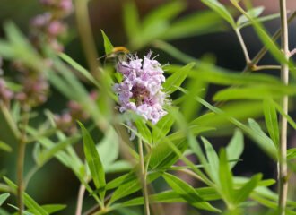 Mönchspfeffer (Vitex agnus-castus) ist die Arzneipflanze des Jahres 2022.