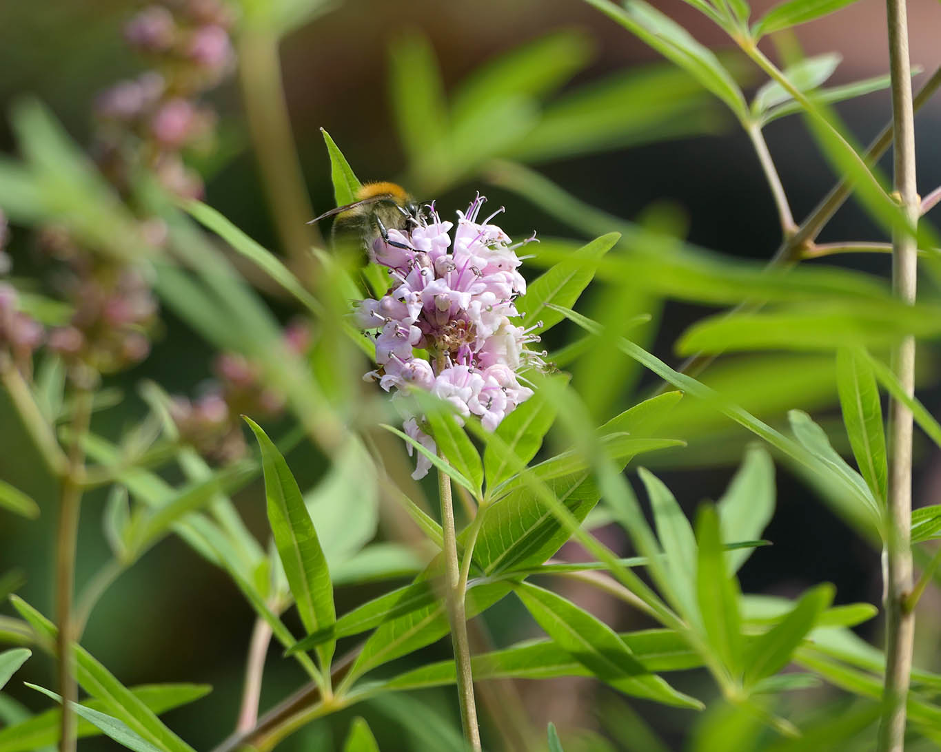 Mönchspfeffer (Vitex agnus-castus) ist die Arzneipflanze des Jahres 2022.