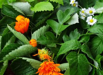Brombeerblätter, Himbeerblätter, Erdbeerblätter, Melisse, Pfefferminze, Ringelblumen und Gänseblümchen sind die Ingridencien für einen aromatischen Haustee.
