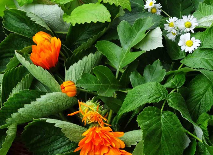 Brombeerblätter, Himbeerblätter, Erdbeerblätter, Melisse, Pfefferminze, Ringelblumen und Gänseblümchen sind die Ingridencien für einen aromatischen Haustee.