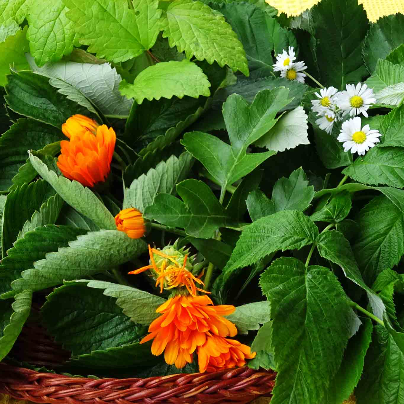 Brombeerblätter, Himbeerblätter, Erdbeerblätter, Melisse, Pfefferminze, Ringelblumen und Gänseblümchen sind die Ingridencien für einen aromatischen Haustee.