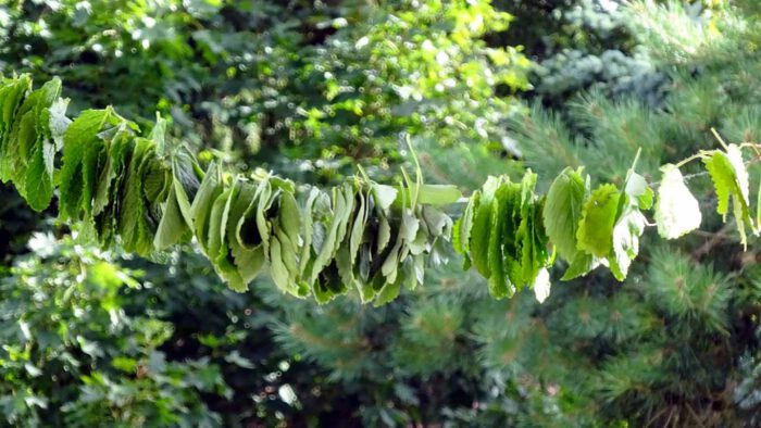 Die zum Trocknen aufgehängten Blätter verströmen einen wohlriechenden Duft und halten Insekten fern.