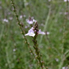Die Blätter des echten Eisenkrautes sind spitz fiederig eingeschnitten, entgegen den runden nesselähnlichen Blättern der Zitronenverbene.