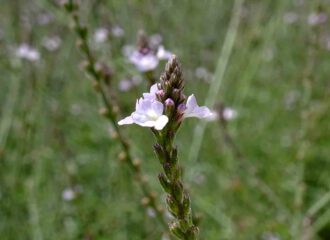 Die Blätter des echten Eisenkrautes sind spitz fiederig eingeschnitten, entgegen den runden nesselähnlichen Blättern der Zitronenverbene.