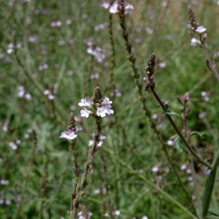 Die langen vierkantigen Stengel mit den kleinen zierlichen Blüten an den Spitzen sind typisch für das echte Eisenkraut.