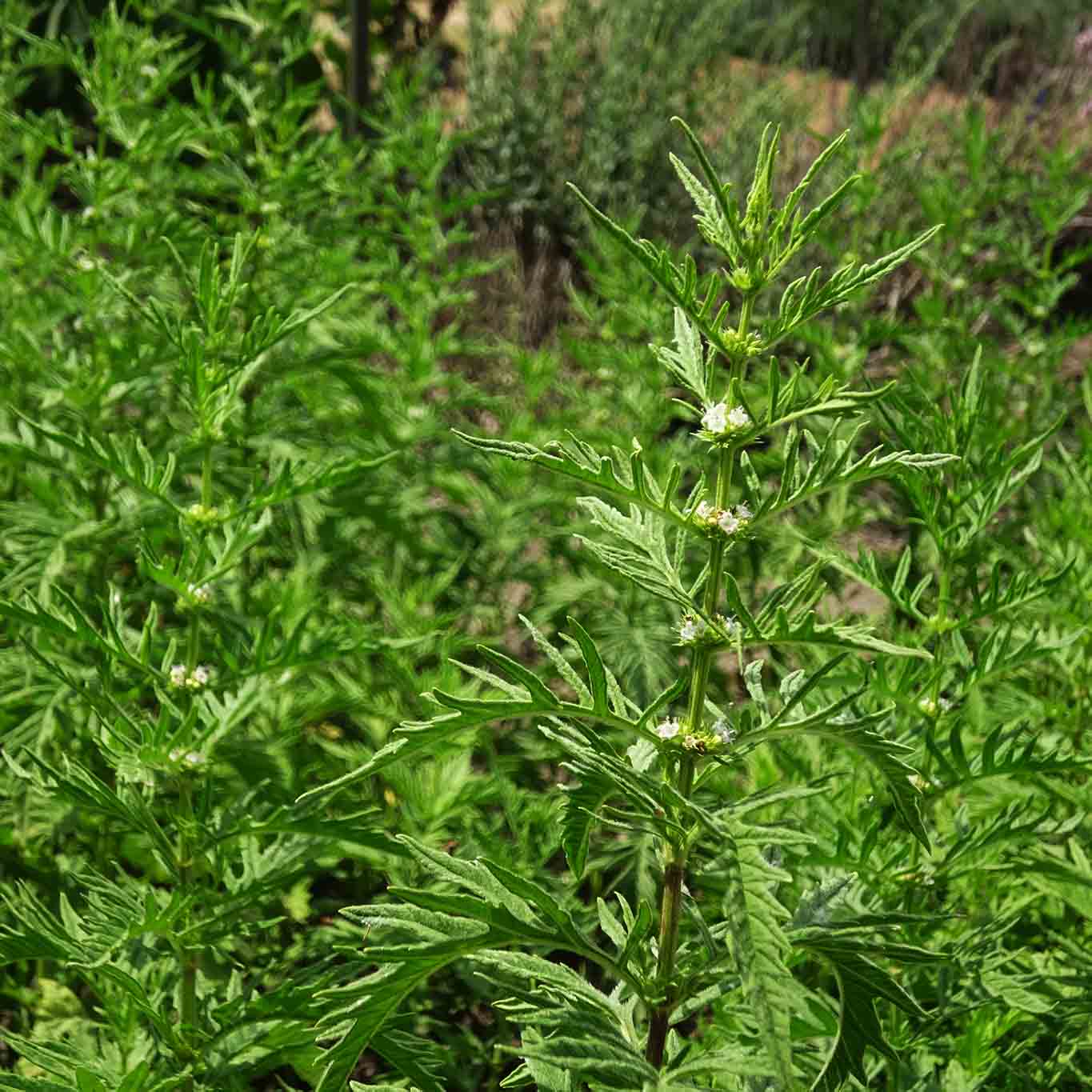 Der Wolfstrapp ist unscheinbar und völlig unterschätzt in seiner Wirkung. Er kann hormonelle Störungen beim PMS und in der Schilddrüse ausgleichen.