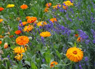 Ringelblumen dürfen in keinem Garten fehlen. Sie sind wahre Hausapotheken und Helfer in der Not.