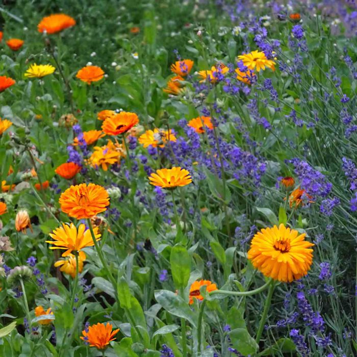 Ringelblumen dürfen in keinem Garten fehlen. Sie sind wahre Hausapotheken und Helfer in der Not.