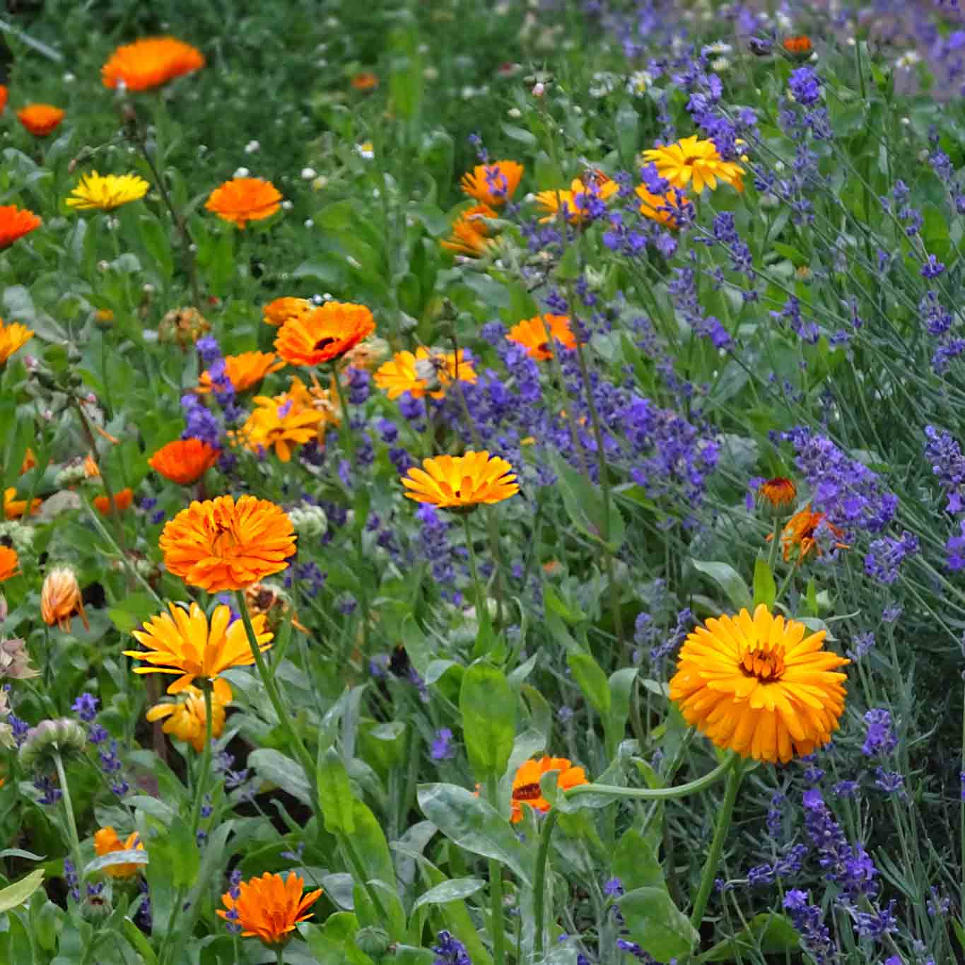 Ringelblumen können das!