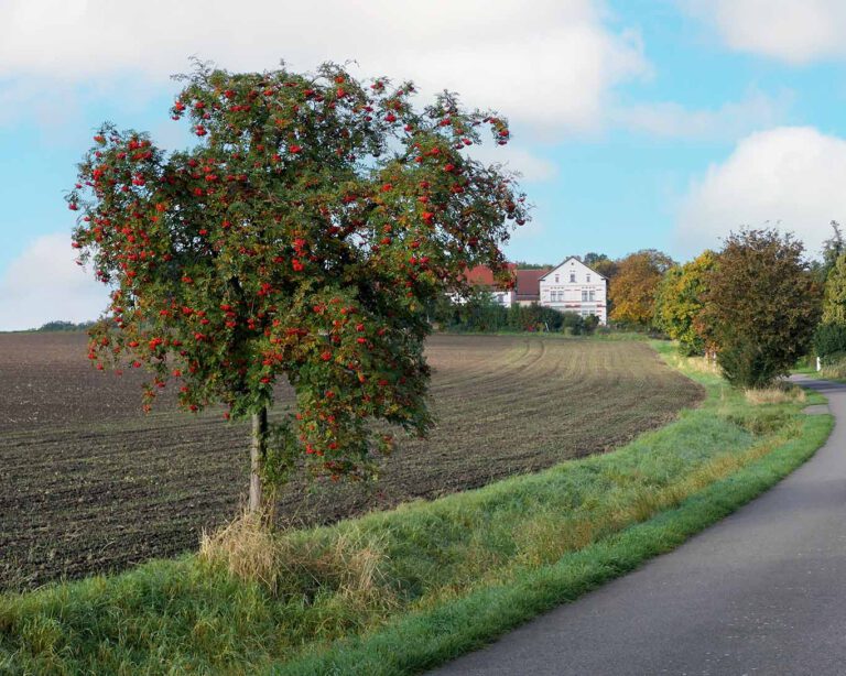 Ebereschenbäume mit ihren knallroten Früchten prägen die Landschaften des Vorlandes des Mittelgebirge in Deutschland.
