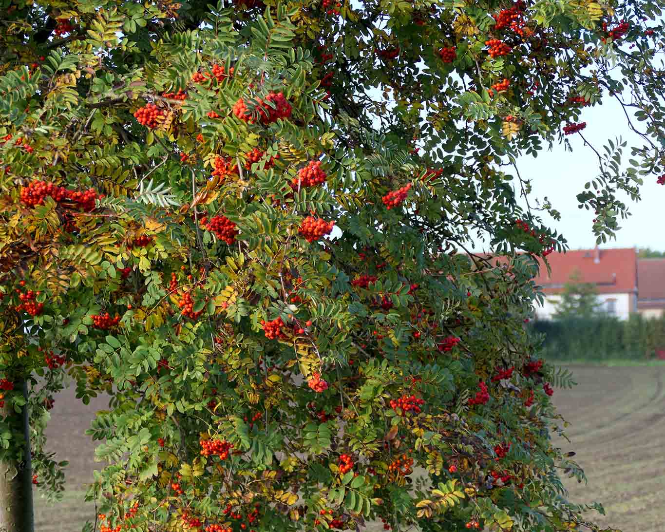 Ebereschen haben schon immer die Phantasie der Menschen angeregt. Im Frühling sind es die schönen weissen Blüten und im Herbst die herben roten Früchte.