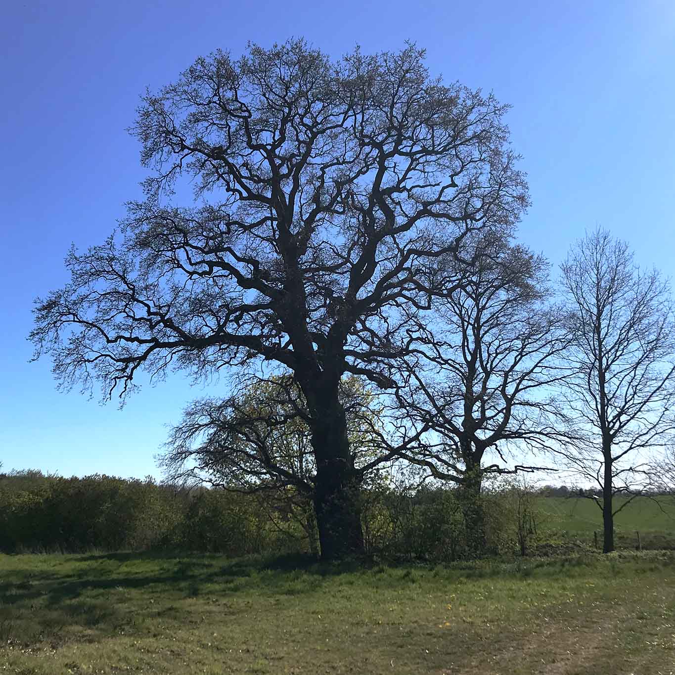 Majestätisch und mächtig prägen Eichen mit ihrer Shilouette Landschaften.