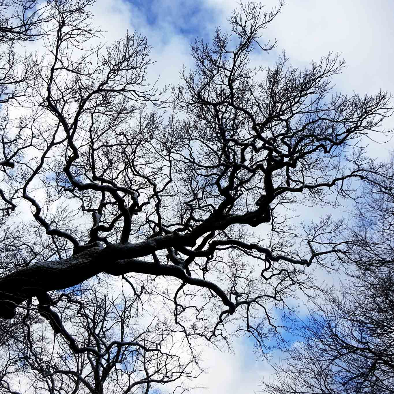 Knorrig und verzweigt sin die Äster der Eichen und stehen im Verdacht, Blitze und Gewitter anzuziehen.