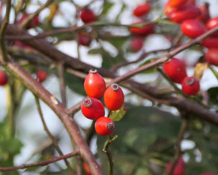 Immer wieder ein gutes Motiv sind die roten Früchte der Hagebutten am herbstlichen Strauch.