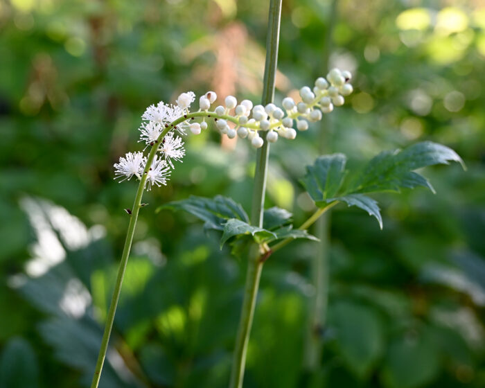Die Blüten der Traubensilberkerzen wirken fast schon mystisch und beeindrucken durch ihre Formschönheit.