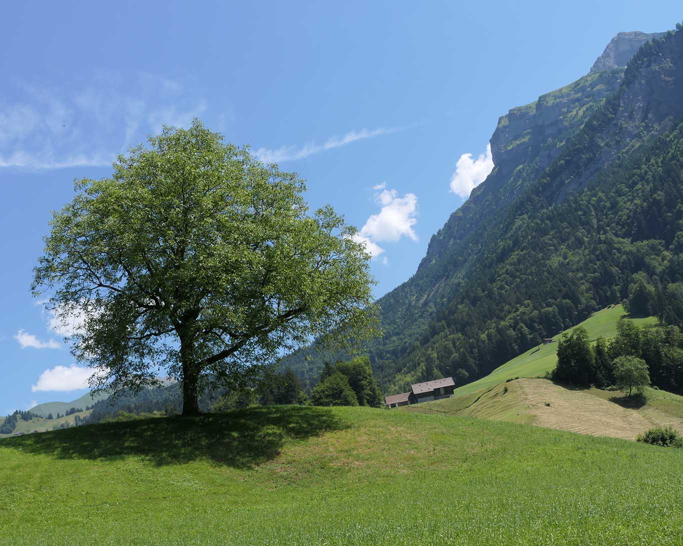 Walnussbaum im Schweizer Kanton Uri