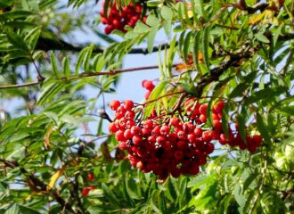 Die Eberesche wird auch geläufig als Vogelbeerbaum bezeichnet. Die korallenroten Früchte sind wichtige Futterquellen für überwinternde Singvögel.