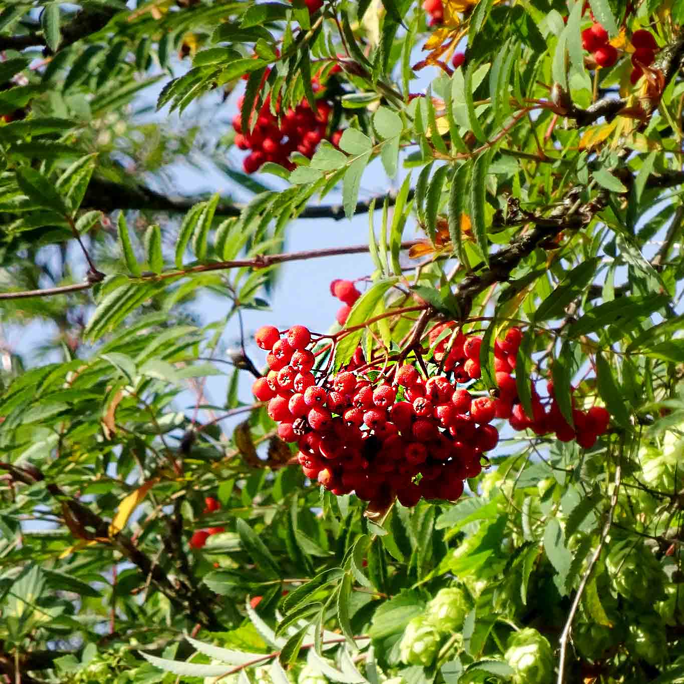 Die Eberesche wird auch geläufig als Vogelbeerbaum bezeichnet. Die korallenroten Früchte sind wichtige Futterquellen für überwinternde Singvögel.