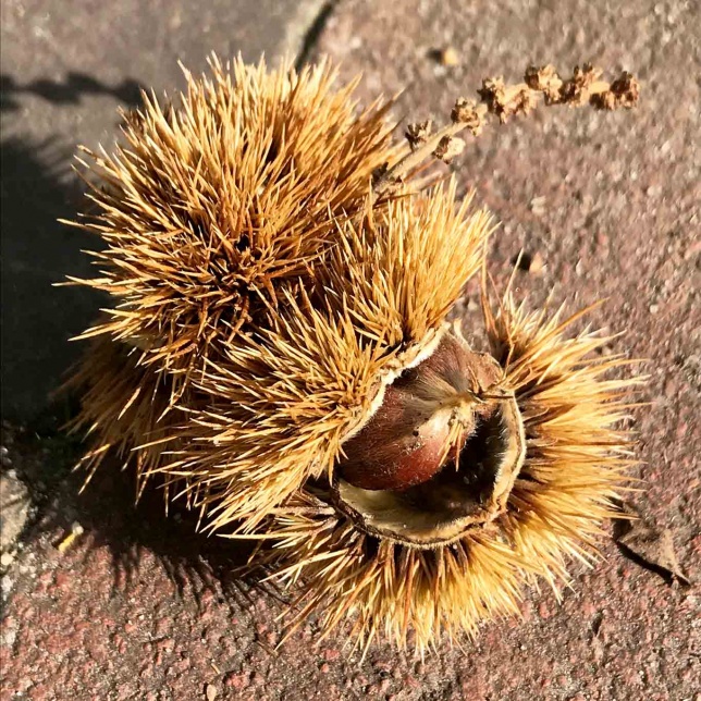 Die Früchte der Edelkastanie ähneln kleinen Igeln mit ihren vielen dichten Stacheln.