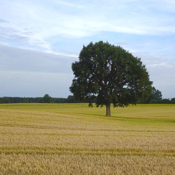 Eiche im Abendlicht auf einem abgeernteten Getreidefeld.