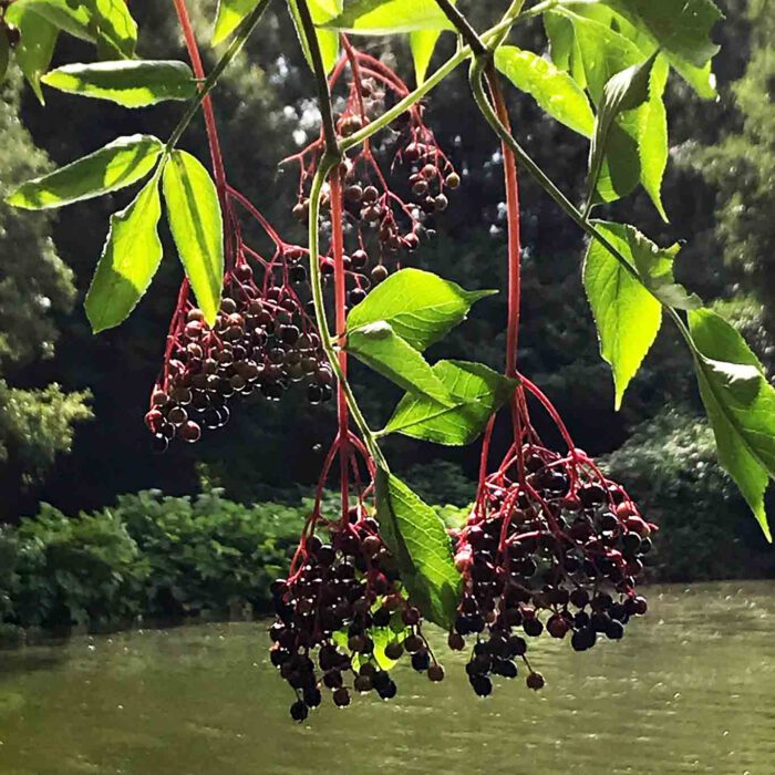 Für die Vögel sind die Beeren an Bäumen und Sträuchern wertvolle Nahrungs- und Futterquellen.