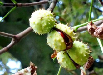 In den Kastanienfrüchten steckt ein Venenheiler und Entzündungshemmer - das Aescin.