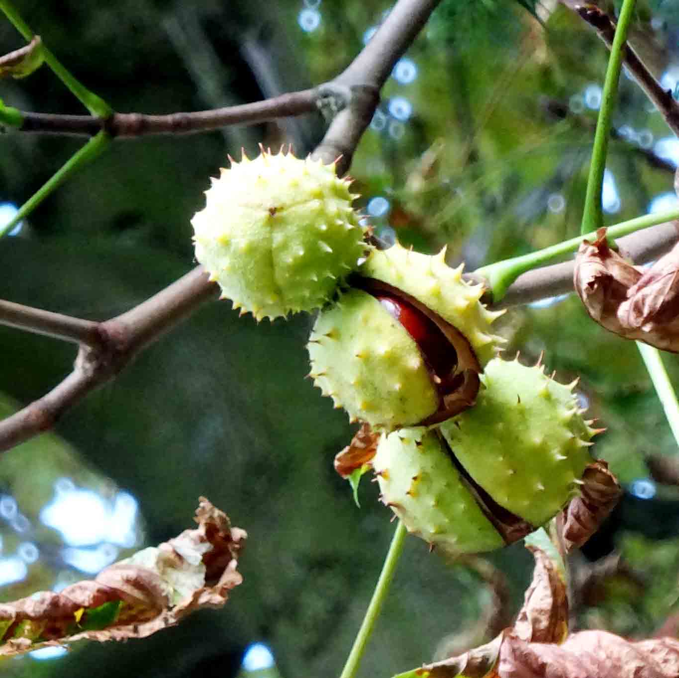 Kastanien – Schatz der Kinder und Alten