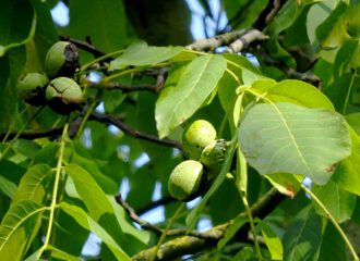 Die Früchte des Walnussbaums sind die als gesunder Snack bekannten Nüsse. In den Blättern steckt die heilende Wirkung.