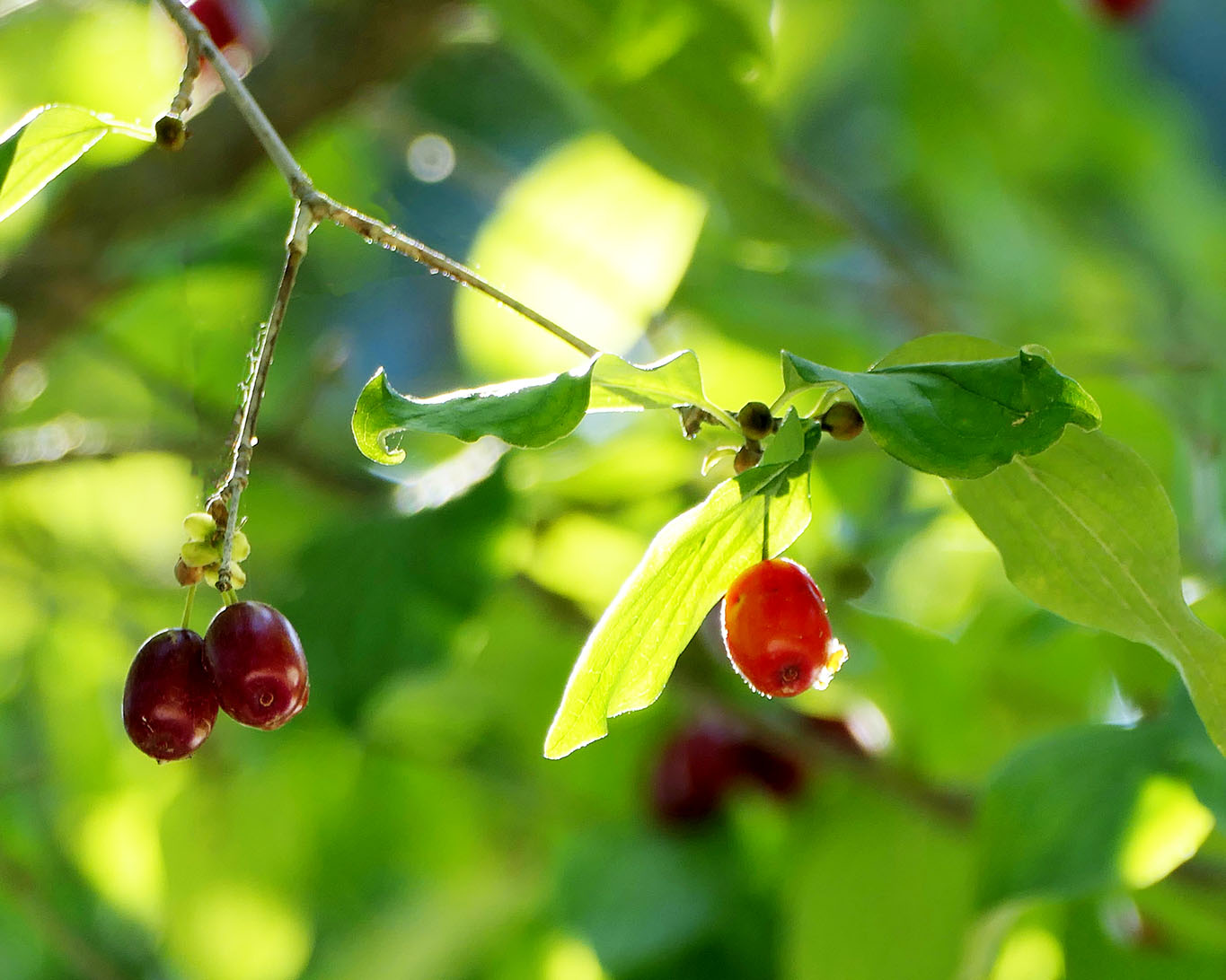 Dirndln heissen die süssen kleinen Früchte der Kornelkirsche. Mühsam in der Verarbeitung. Lecker beim Verzehr der Gelees und Marmeladen.