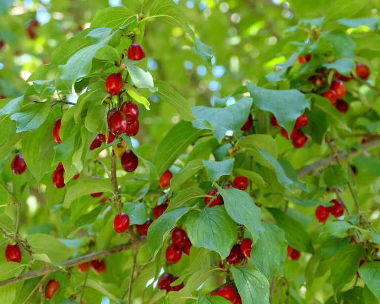 Dirndln wie die Kornelkirschen in Österreich genannt werden müssen durch Schütteln des Baumes geerntet werden.