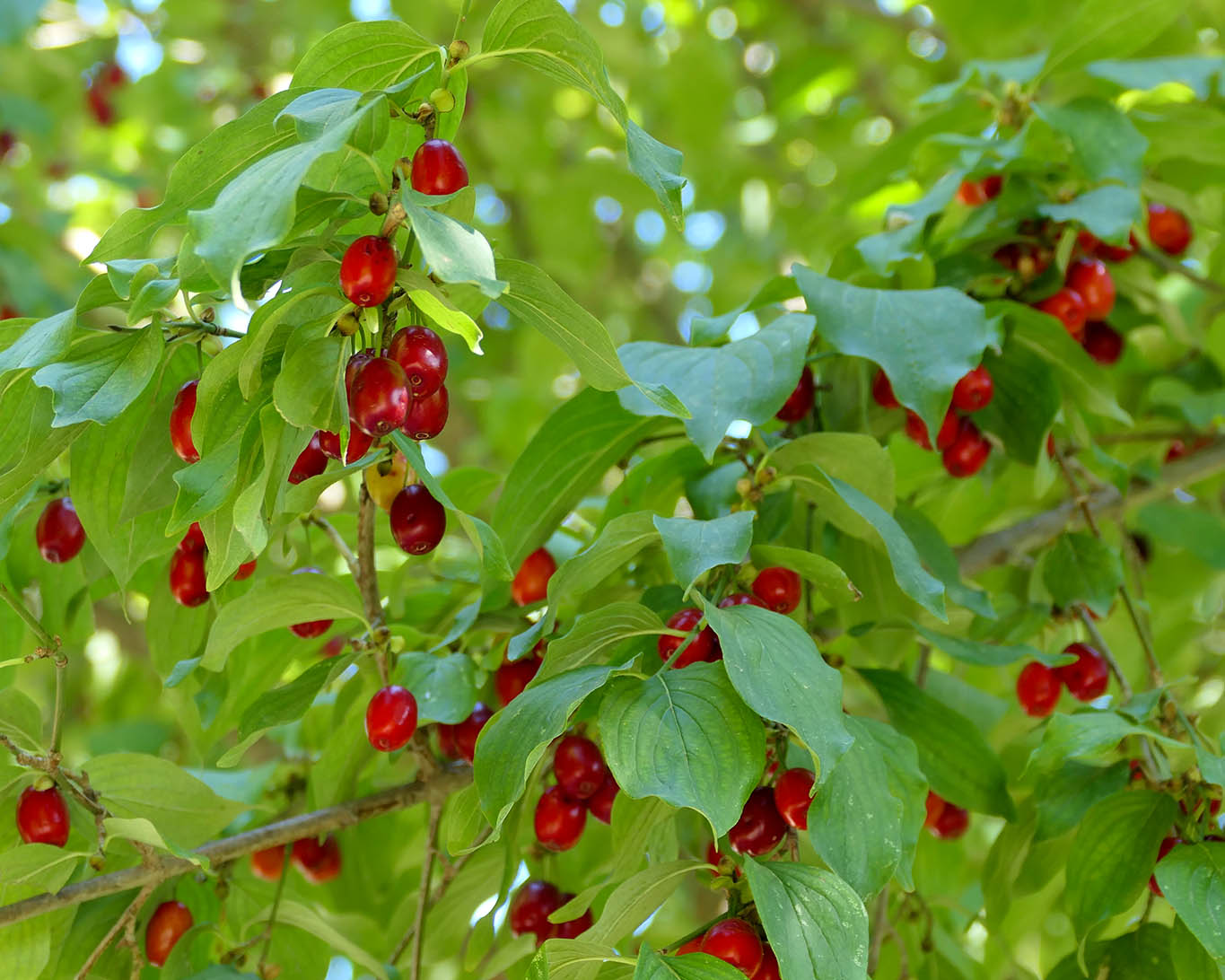 Dirndln wie die Kornelkirschen in Österreich genannt werden müssen durch Schütteln des Baumes geerntet werden.