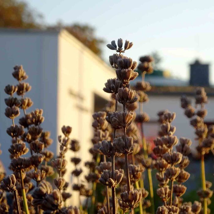 Abgeblühter Lavendel duftet nicht mehr. Seine schöne Gestalt hat er sich bewahrt.