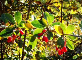 Die Kornelkirsche wird auch liebevoll Dirndl genannt. Die kleinen süss-säuerlichen Früchte eignen sich hervorragend für die Herstellung köstlicher Marmeladen und Brände.