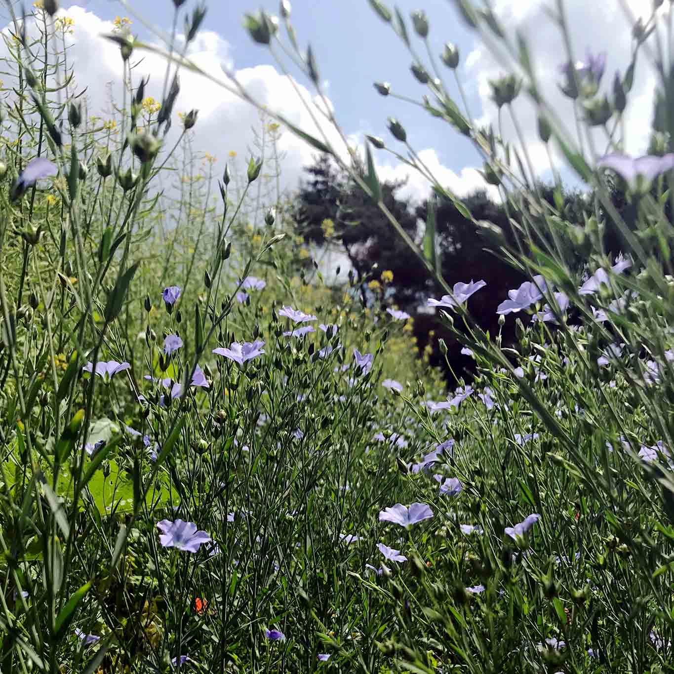 Lein wird häufig auch als Flachs bezeichnet. Seine Früchte (Samen) wirken ausgezeichnet bei der Förderung der Verdauung