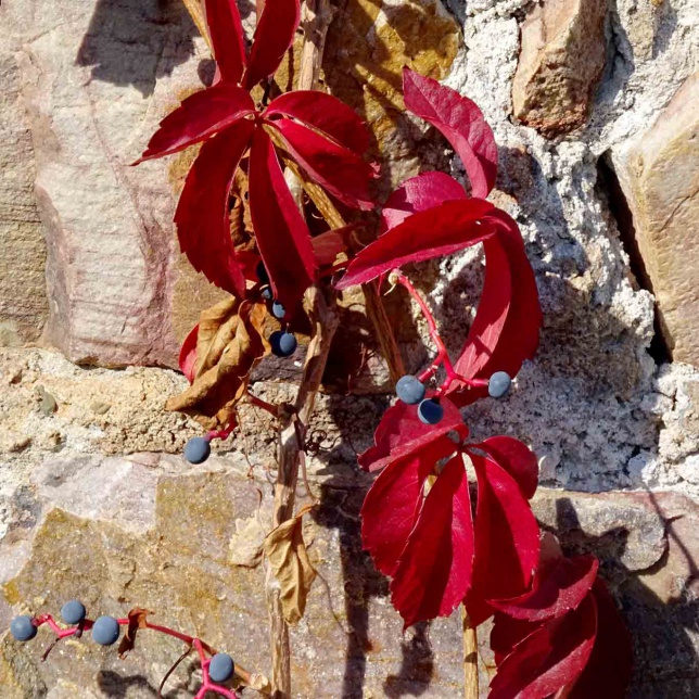 Die roten Blätter des wilden Weins (Parthenocissus quinquefolia) sind zwar genauso schmückend und eindrucksvoll. Nur die echte Weinrebe verfügt über die heilenden Inhaltsstoffe. Daher sollten sie nicht verwechselt werden.