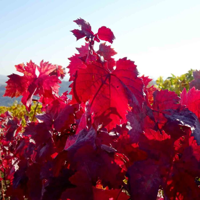 Rotes Weinlaub enthält Wirkstoffe, die einen positiven Heilungsverlauf der Gefässe in den unteren Extremitäten beschleunigen können.