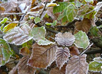 Buchenblätter mit Rauhreif in frostigen Tagen