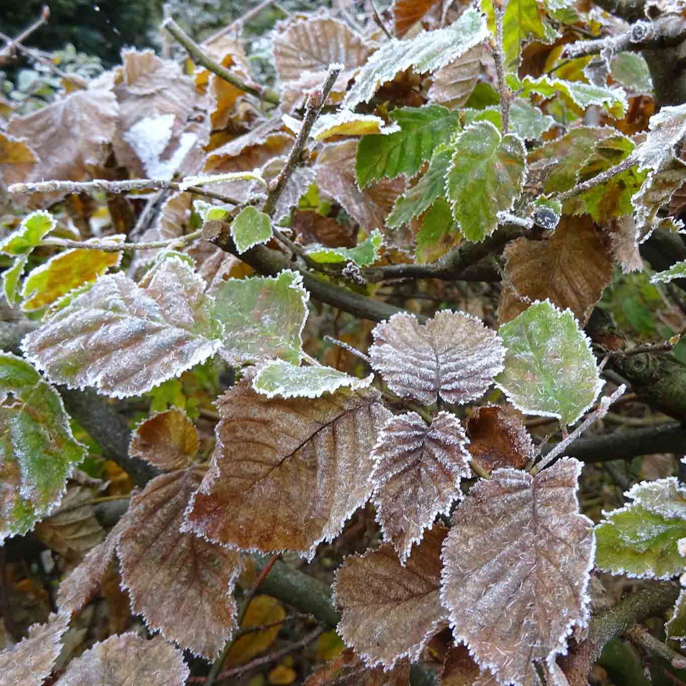 Buchenblätter mit Rauhreif in frostigen Tagen