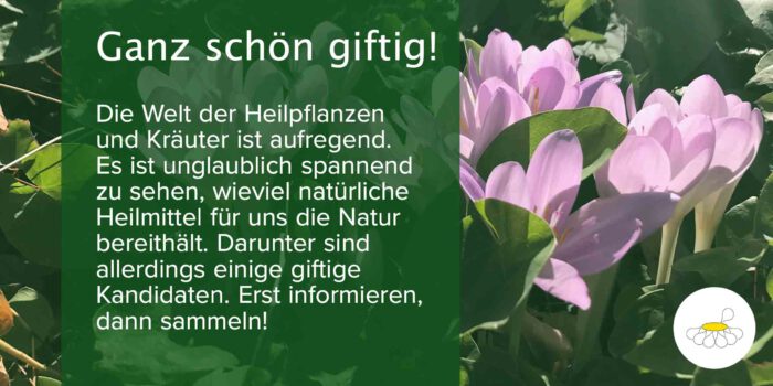 Die Welt der Heilpflanzen und Kräuter ist aufregend. Es ist unglaublich spannend zu sehen, wieviel natürliche Heilmittel für uns die Natur bereithält. Darunter sind allerdings einige giftige Kandidaten. Erst informieren, dann sammeln!