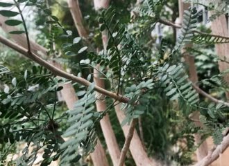Myrrhe ist das Harz des Balsamstrauches aus der Gattung der Commiphora, die in Ostafrika und Südarabien beheimatet sind.