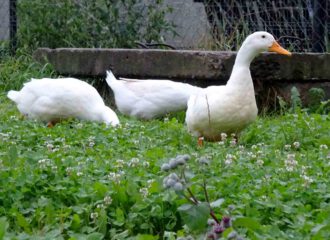 Noch schnettern die Gänse im saftigen Grün, bevor sie als Braten in der Röhre landen.